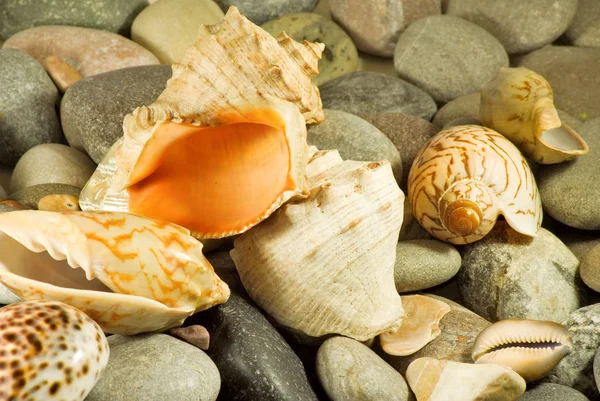 Изображение ракушки в песке у моря , — стоковое фото