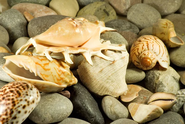 Obrázek z mušle v písku proti moři, — Stock fotografie