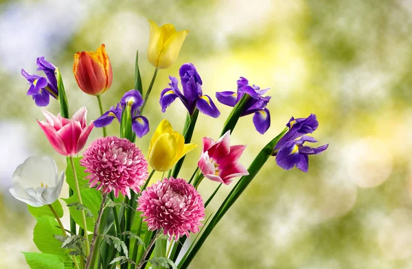 Isolerade bild av vackra blommor på gul bakgrund. — Stockfoto