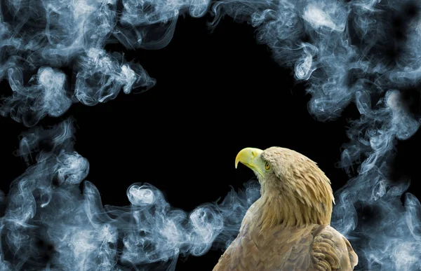 Eagle on smoke background closeup — Stock Photo, Image