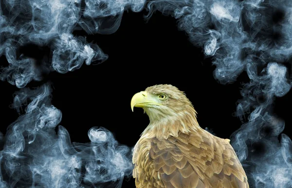 Eagle on smoke background closeup — Stock Photo, Image