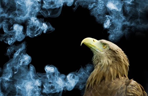 Eagle on smoke background closeup — Stock Photo, Image