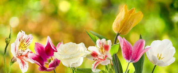 Isoliertes Bild von schönen Blumen auf grünem Hintergrund. — Stockfoto