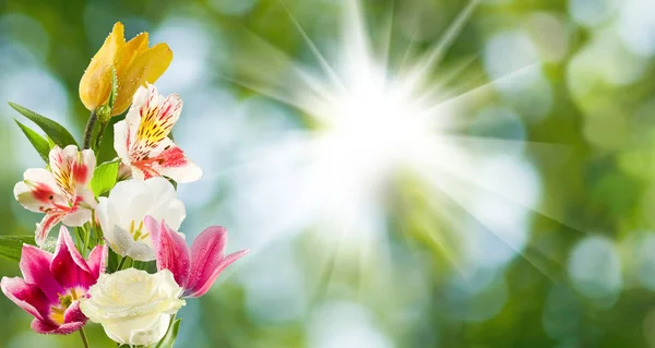 Ізольоване зображення красивих квітів на зеленому фоні . — стокове фото