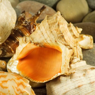 kum denize karşı seashell görüntüsünü,