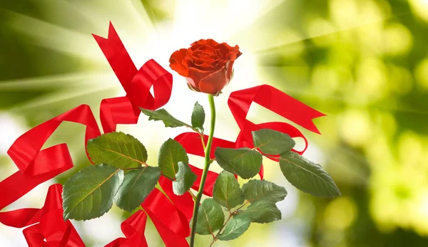 Hermosas flores sobre un fondo verde. —  Fotos de Stock