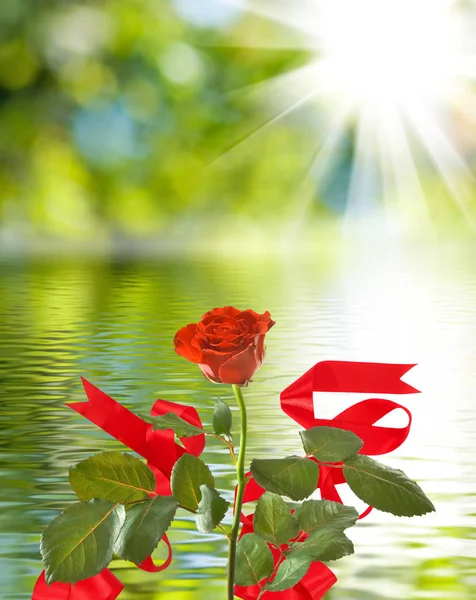 Beautiful flower on water background — Stock Photo, Image
