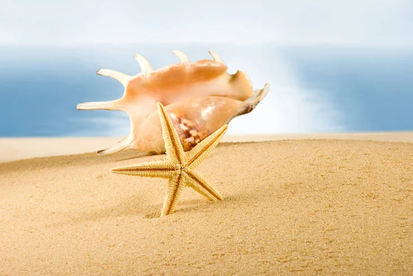 Obraz muszla w piasku nad morzem, — Zdjęcie stockowe
