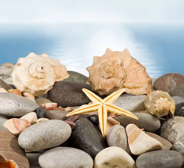 Imagen de concha marina en la arena contra el mar , —  Fotos de Stock