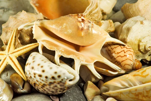 Afbeelding van de Zeeschelp in het zand tegen zee, — Stockfoto