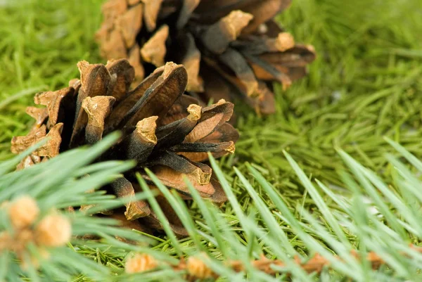 Bilden av kottar och fir nålar närbild — Stockfoto