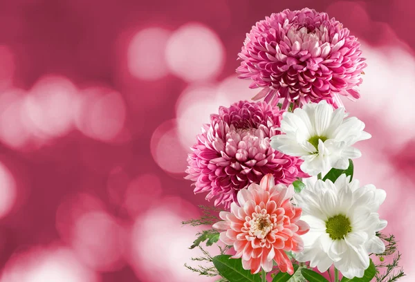 Mnoho krásných květin na červeném pozadí — Stock fotografie