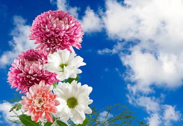 Muchas flores hermosas en el fondo del cielo —  Fotos de Stock