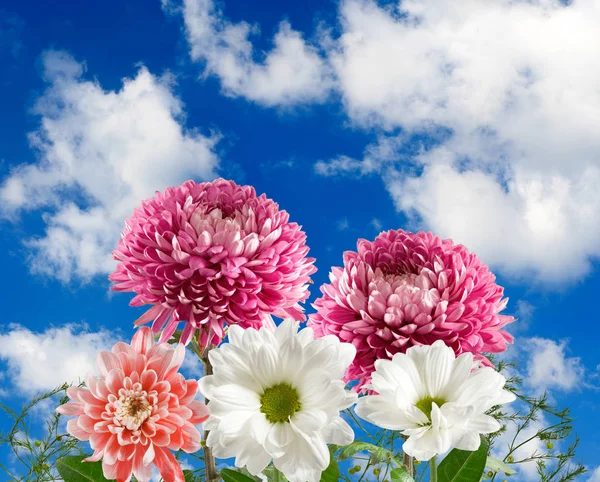 Imagen de muchas flores hermosas en el fondo del cielo —  Fotos de Stock