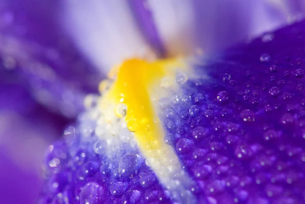 Image of flower in the garden close up — Stock Photo, Image