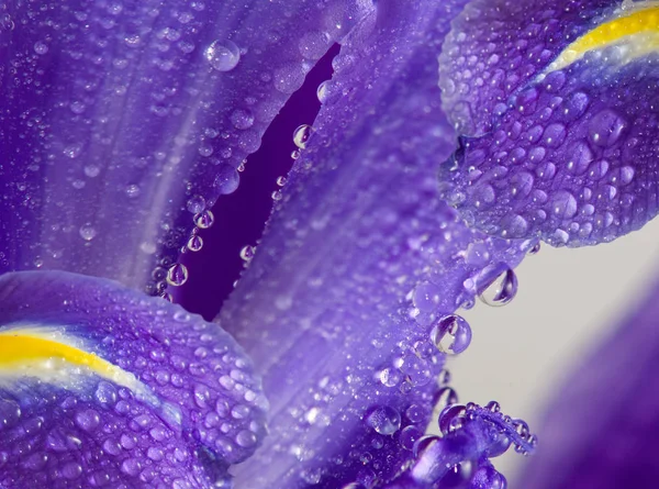 Image of flower in the garden close up — Stock Photo, Image