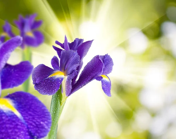 Obraz kwiaty w ogrodzie z bliska — Zdjęcie stockowe