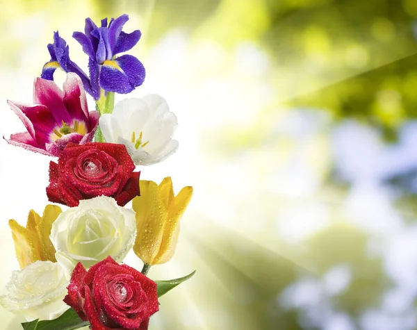 Красиві квіти тюльпанів на фоні неба — стокове фото