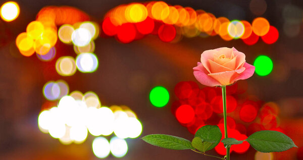 цветы роз на фоне городских огней
