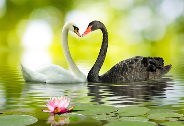 Zwei weiße und schwarze Schwäne am See — Stockfoto