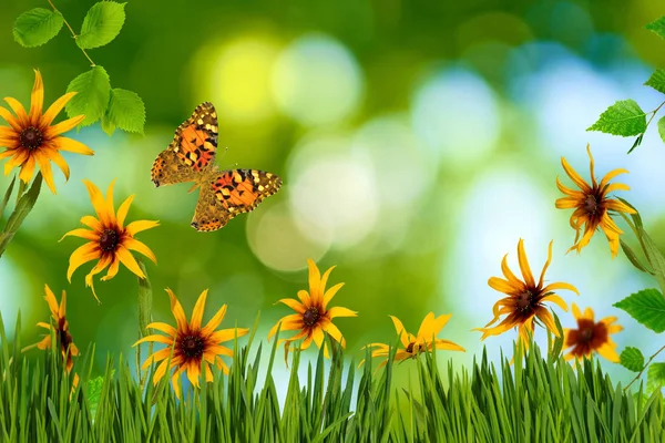 Immagine di fiori e farfalla in giardino primo piano — Foto Stock