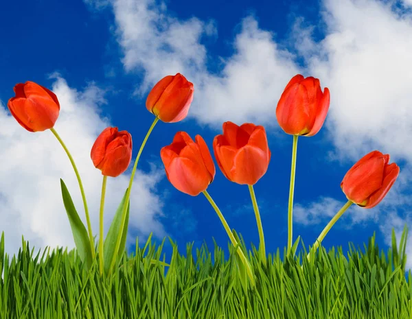 Image of flowers tulips against the sky close-up Stock Image