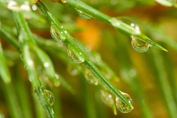 Image of fir branches with water drops, — Stock Photo, Image