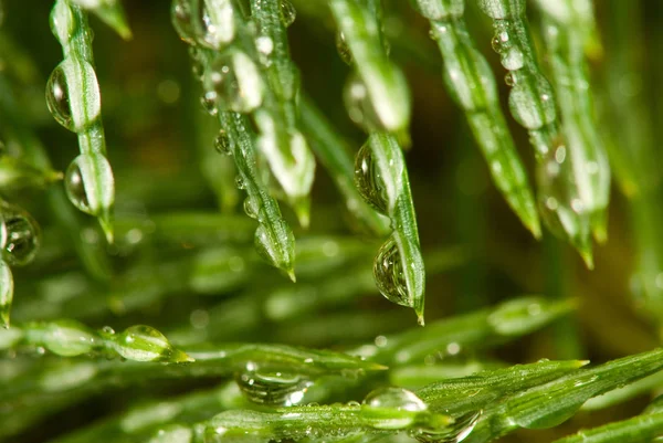 Image of fir branches with water drops, — Stock Photo, Image