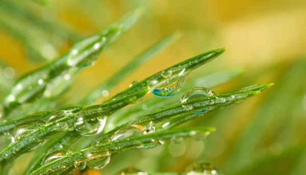 Image of fir branches with water drops, — Stock Photo, Image