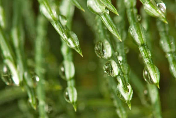 Image of fir branches with water drops, — Stock Photo, Image