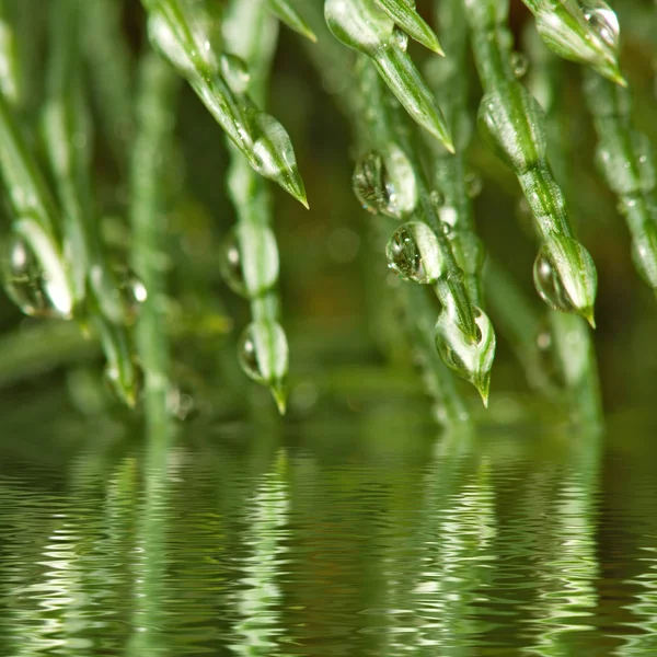 Image of fir branches with water drops, — Stock Photo, Image