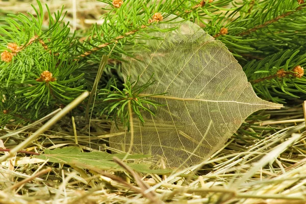 Bild av spruce grenar närbild — Stockfoto
