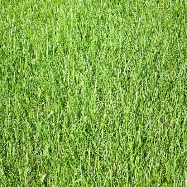 Imagem de uma grama no jardim closeup — Fotografia de Stock