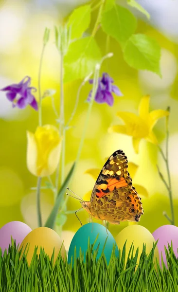 Aster Eier im Gras, Schmetterling am Himmel Hintergrund und Blumen — Stockfoto