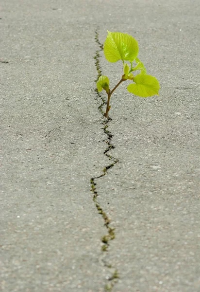 Pflanze wächst aus einem Riss im Asphalt — Stockfoto