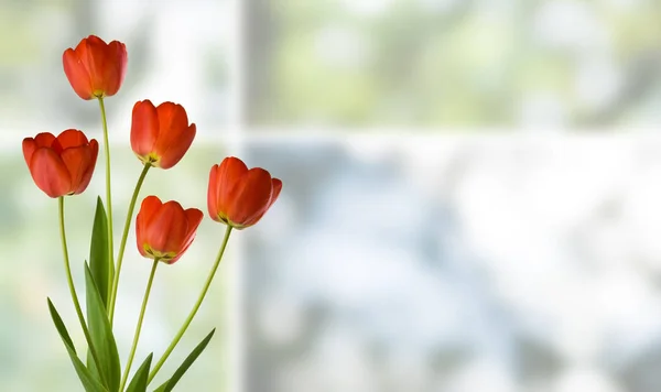 Obrázek tulipánů na reen pozadí closeup — Stock fotografie