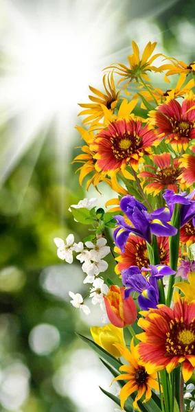 Isoliertes Bild von schönen Blumen auf grünem Hintergrund, — Stockfoto