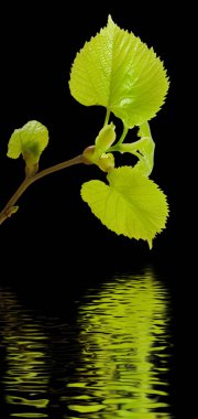  bitki su siyah bir arka plan görüntüsü