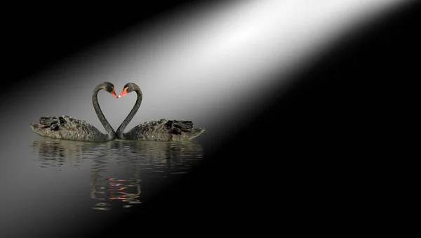 Two black swans on the water — Stock Photo, Image