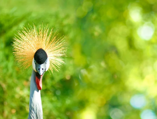 Wizerunek koronowany Żuraw w parku zbliżenie — Zdjęcie stockowe
