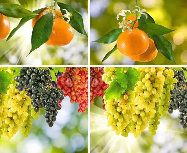 Εικόνα των φρούτων σε το closeup στον κήπο — Φωτογραφία Αρχείου