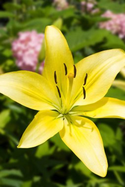 Bahçede güzel çiçek yakın çekim