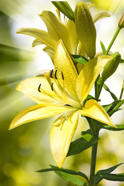 庭の美しい花をクローズ アップ — ストック写真