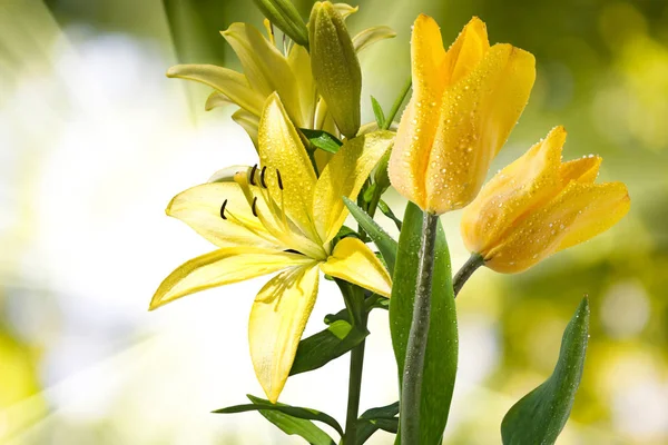 庭の美しい花をクローズ アップ — ストック写真