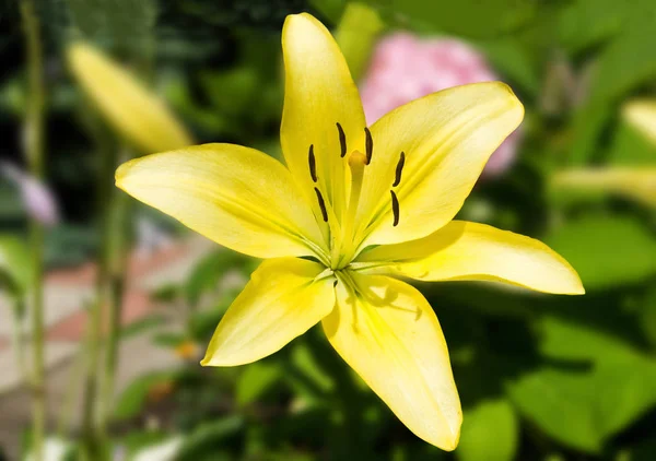 Schöne Blumen im Garten aus nächster Nähe — Stockfoto