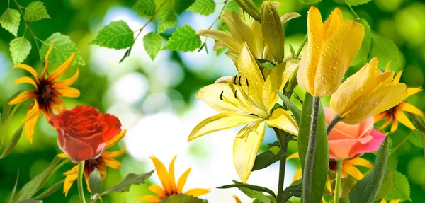 Bellissimi fiori in giardino da vicino — Foto Stock