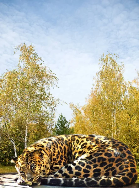 Красивый ягуар в парке — стоковое фото