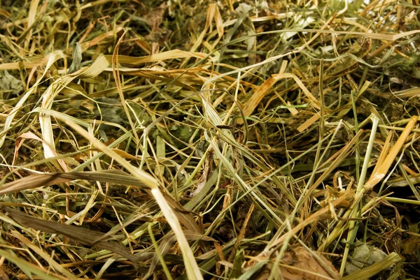 Image of hay as a background — Stock Photo, Image