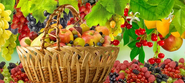 Viele Früchte und Korb aus nächster Nähe — Stockfoto