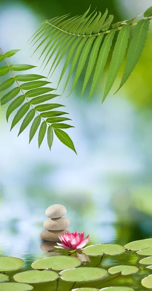 Flor de loto en el agua — Foto de Stock